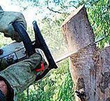 Best Fruit Tree Pruning  in Pleasant View, TN