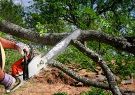 Lawn Renovation and Restoration in Pleasant View, TN