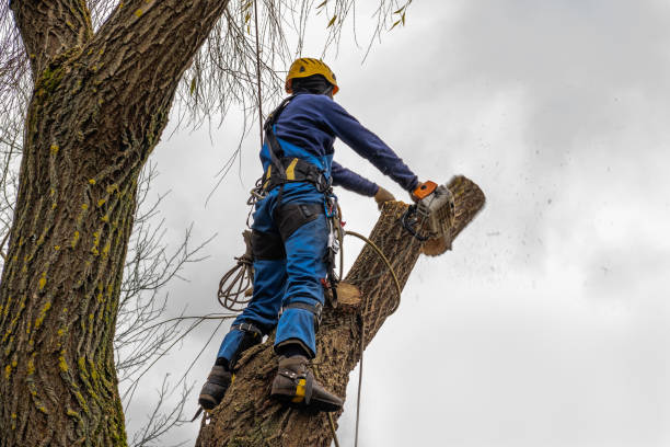 Best Utility Line Clearance  in Pleasant View, TN